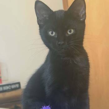 Domestic Short Hair Cats Available for Adoption in Gladstone, Oregon - Pumpernickel  | PetCurious