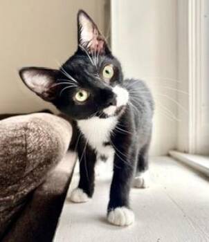 Clam -  Domestic Short Hair Cat for Adoption in Parkville, Maryland - Clam | PetCurious