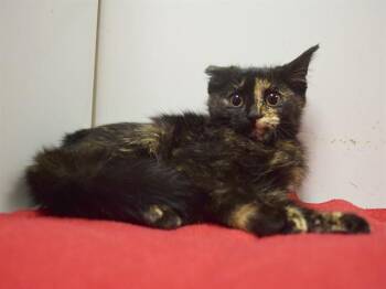 KAYDEE -  Domestic Short Hair Cat for Adoption in Sacramento, California - KAYDEE | PetCurious