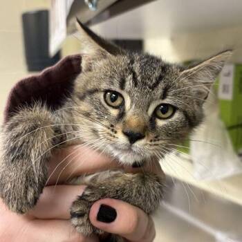 Juliette -  Domestic Short Hair Cat for Adoption in Asheville, North Carolina - Juliette | PetCurious