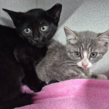 Jett -  Domestic Short Hair Cat for Adoption in Newark, New Jersey - Jett | PetCurious