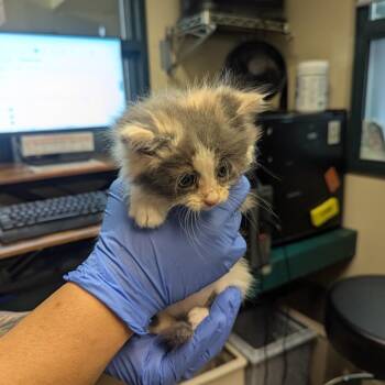 Cloudy -  Domestic Long Hair Cat for Adoption in Pasadena, California - Cloudy | PetCurious