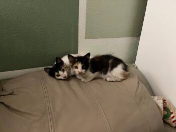 Rescue Domestic Medium Hair Cats for Adoption in Avon Park, Florida - Wigg ~ Foster Or Adopter Needed | PetCurious