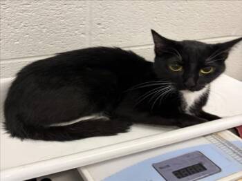 PHOENIX -  Domestic Short Hair Cat for Adoption in Derwood, Maryland - PHOENIX | PetCurious