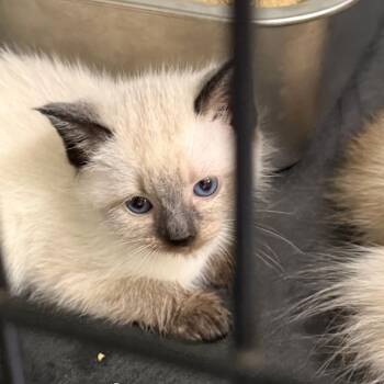 Siamese Cats Available for Adoption in Ferndale, Washington - Opal | PetCurious
