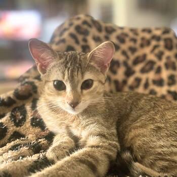 Sahara -  Domestic Short Hair Cat for Adoption in Austin, Texas - Sahara | PetCurious