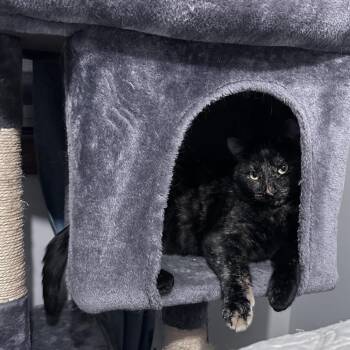 Katelyn C3002 -  Domestic Short Hair Cat for Adoption - Katelyn C3002 | PetCurious