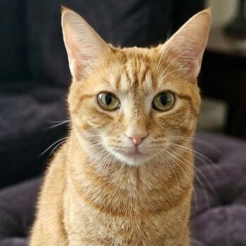 Domestic Short Hair Cats Available for Adoption - Calliope (WG) | PetCurious