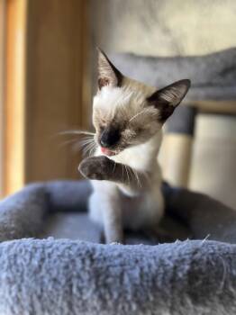 Rescue Domestic Short Hair Cats for Adoption in Eugene, Oregon - Nova | PetCurious