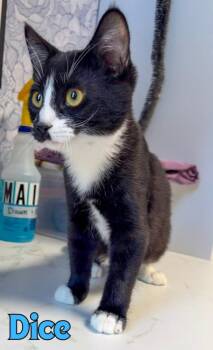 Dice -  Domestic Short Hair Cat for Adoption in Rome, Georgia - Dice | PetCurious