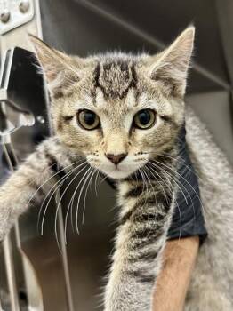 Simon -  Domestic Short Hair Cat for Adoption in Wichita, Kansas - Simon | PetCurious