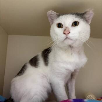 Mole -  Domestic Short Hair Cat for Adoption in Dekalb, Illinois - Mole | PetCurious