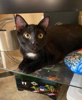 Toblerone -  Domestic Short Hair Cat for Adoption in Tucson, Arizona - Toblerone | PetCurious