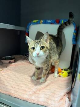 CHERRY SODA -  Domestic Short Hair Cat for Adoption in Leesburg, Virginia - CHERRY SODA | PetCurious
