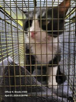 Domestic Short Hair Cats Available for Adoption - FIGERO | PetCurious