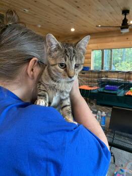 Rescue Tabby Cats for Adoption in Hawley, Pennsylvania - Mia | PetCurious