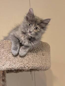 Domestic Long Hair Cats Available for Adoption - Angel