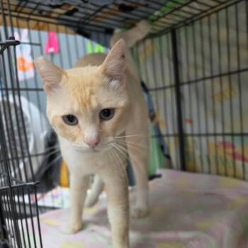 Siamese Cats Available for Adoption in Chino Hills, California - Taz - Chino Hills Location | PetCurious