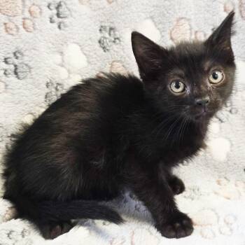 Diva -  Domestic Short Hair Cat for Adoption in Mt. Juliet, Tennessee - Diva | PetCurious