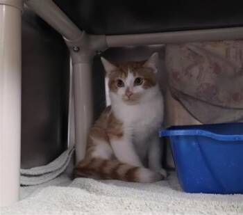 Bubbles -  Domestic Short Hair Cat for Adoption in Montreal, Quebec - Bubbles | PetCurious