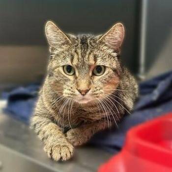 Lisa -  Domestic Short Hair Cat for Adoption in Davenport, Iowa - Lisa | PetCurious