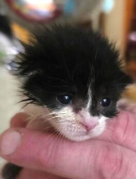 Rescue Domestic Short Hair Cats for Adoption in Great Neck, New York - Coddle | PetCurious