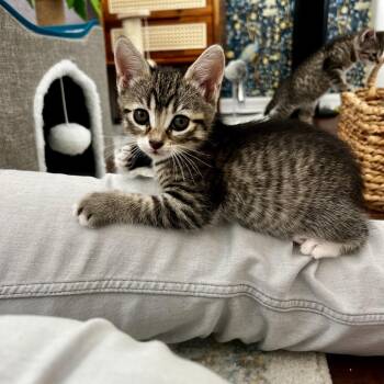 Domestic Short Hair Cats Available for Adoption in Juno Beach, Florida - Beamish | PetCurious