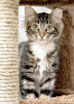 Tucker -  Domestic Medium Hair and Tabby Cat for Adoption in Buford, Georgia - Tucker | PetCurious