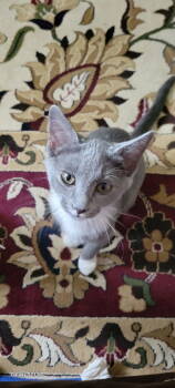 Rescue American Shorthair Cats for Adoption in Roanoke, Alabama - Waverly | PetCurious