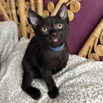 Zyrtec -  Domestic Short Hair Cat for Adoption in Chattanooga, Tennessee - Zyrtec | PetCurious