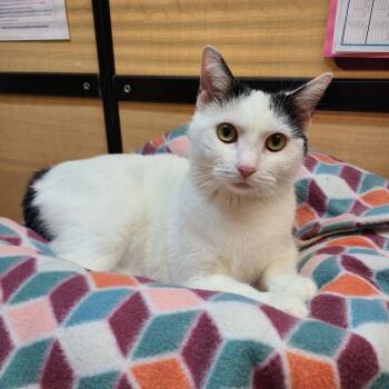 Rescue Turkish Van and Domestic Short Hair Cats for Adoption in Queen Creek, Arizona - Joelle | PetCurious