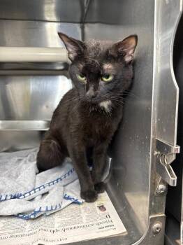 Yappers -  Domestic Short Hair Cat for Adoption in Roanoke, Virginia - Yappers | PetCurious
