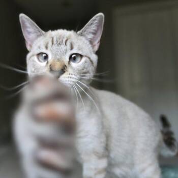 This One -  Siamese Cat for Adoption in Knoxville, Tennessee - This One | PetCurious
