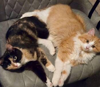 Calico and Tabby Cats Available for Adoption - Jasmine & Rajah | PetCurious