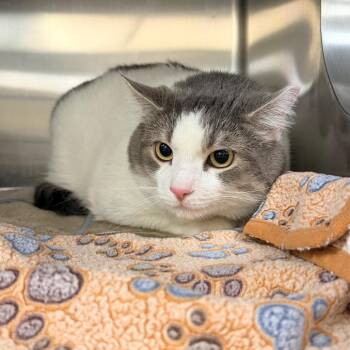 Casper -  Domestic Short Hair and Mixed Breed Cat for Adoption in Indianapolis, Indiana - Casper | PetCurious
