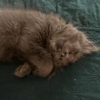 Jackie -  Domestic Long Hair Cat for Adoption in Buffalo, Minnesota - Jackie | PetCurious