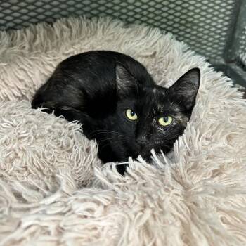 Ambar -  American Shorthair Cat for Adoption in Guaynabo, Guaynabo - Ambar | PetCurious