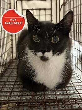Ms.  Groves -  Domestic Short Hair Cat for Adoption in Lowell, Massachusetts - Ms.  Groves | PetCurious
