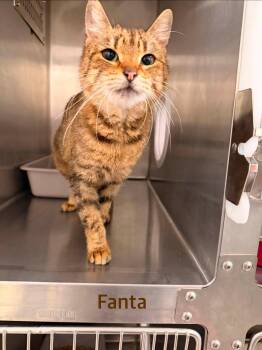 Fanta -  Domestic Short Hair Cat for Adoption in Clarksville, Tennessee - Fanta | PetCurious