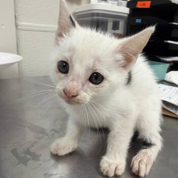 Mystique -  Domestic Short Hair Cat for Adoption in Columbiana, Alabama - Mystique | PetCurious