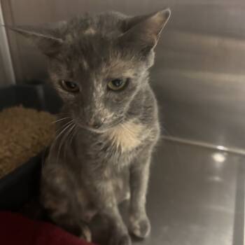 Rescue American Shorthair Cats for Adoption in Mount Vernon, Arkansas - Quinn | PetCurious