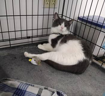 Domestic Short Hair Cats Available for Adoption - Pepper | PetCurious