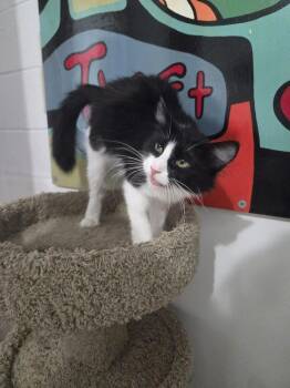 Pepper -  Domestic Long Hair Cat for Adoption in Salmon, Idaho - Pepper | PetCurious
