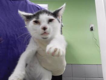 ERIK -  Domestic Short Hair Cat for Adoption in Omaha, Nebraska - ERIK | PetCurious
