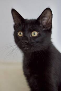 Domestic Short Hair Cats Available for Adoption in Nashville, Tennessee - Knuckles | PetCurious