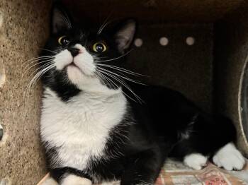 Domino -  Domestic Short Hair Cat for Adoption in Powell, Ohio - Domino | PetCurious