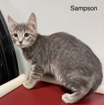 Sampson -  Domestic Short Hair Cat for Adoption in Hornell, New York - Sampson | PetCurious