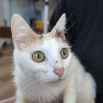 Harmony -  Domestic Short Hair Cat Available for Adoption in Chapel Hill, North Carolina - Harmony | PetCurious