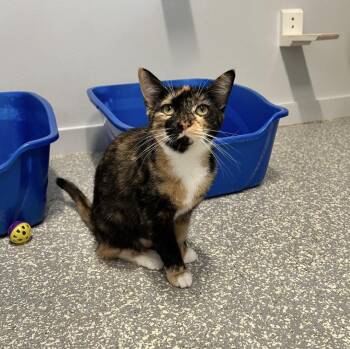 Freya -  Domestic Short Hair Cat for Adoption in North Haven, Connecticut - Freya | PetCurious