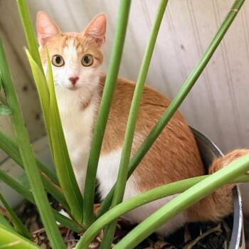 Violette -  Domestic Short Hair Cat for Adoption in Austin, Texas - Violette | PetCurious